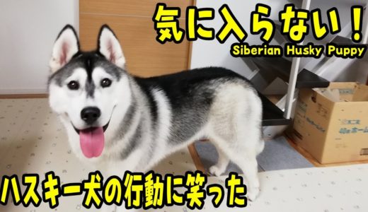 とにかく気に入らないハスキー犬がかわいい Husky Puppy