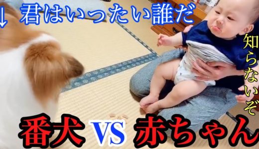 【生後】赤ちゃんが初めて犬をみた反応が可愛い　泣きたいがどうする　The baby’s first time seeing a dog is cute