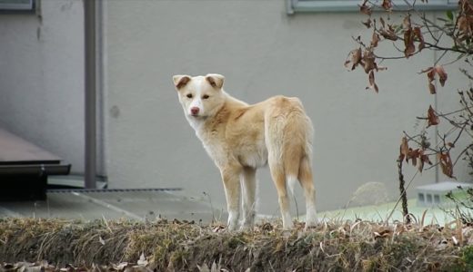 広島県の野良犬　振り向いて小走りの犬