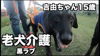 【老犬介護】黒ラブ15歳半元気一杯！自分の足で歩くよ！