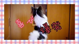 歓喜するチワワ【犬動画】