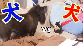 【リリィ】 なんでもマネする犬　VS　リリィで無限ループした