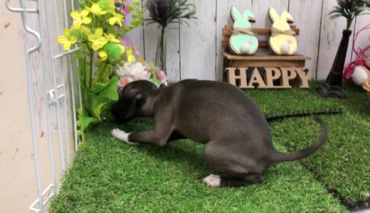 ペットショップ犬の家倉敷店　103764　イタグレ♀