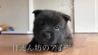 甲斐犬 〜出産から巣立ちの日まで〜 家族の物語