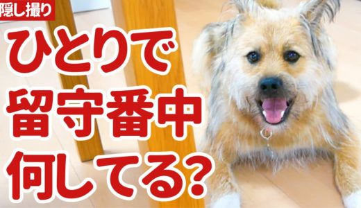 留守番中の犬の様子を撮影してみたら、意外な行動がかわいすぎた！