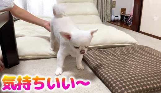 お尻を撫でられると気持ち良くて動きが止まる犬！チワワのコハクのツボ