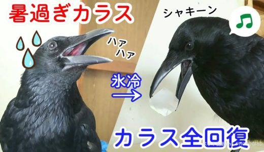 【氷冷カラス】暑すぎて口開けっ放しのカラスに氷をプレゼントしてみた。 寝猫＆ピラミッド姐貴＆耳立て犬 20190729、カラス＆四つ足トリオ