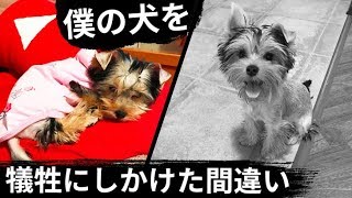 犬の失踪で学んだ人生の大事な教訓