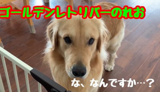 【大型犬】だるまさんがころんだのか？ゴールデンレトリバーのれお