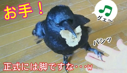 【お手】犬みたいにカラスってお手すんの！？ 20190718、カラス＆猫＆モモ