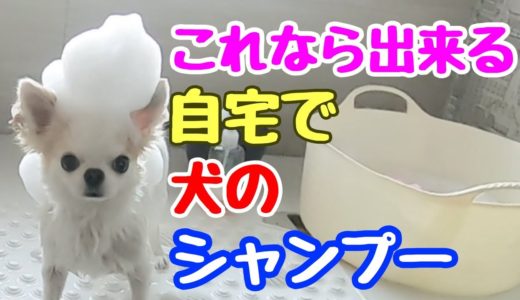 【チワワ動画】自分で出来る！犬のシャンプーのコツとポイント完結編