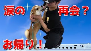 【京の柴犬】一週間ぶりの再会に、てんちゃん・太郎号泣⁉(笑)　太郎の犬モノガタリ＃１４５