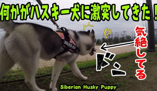 ハスキー犬になんか激突してきた！気絶してる Husky Puppy