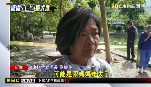 「熊」落平陽被犬欺？小黑熊找媽媽險遭狗咬