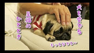 犬も飼い主もスキンシップしたいとです　パグ犬ぷぅ pug