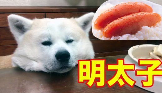 明太子が似合います・秋田犬そうすけ君しぶいですDo you like Japanese food?