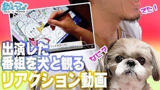 【catch!!】シーズー犬との出演番組のリアクション動画 reaction video of the program that appeared