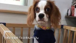 7月29日の保護犬の様子