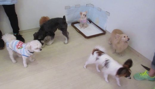 犬たちのプレイタイムその４