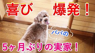 5ヶ月ぶりに実家にいったら犬が喜びすぎて笑ったw【トイプードル】