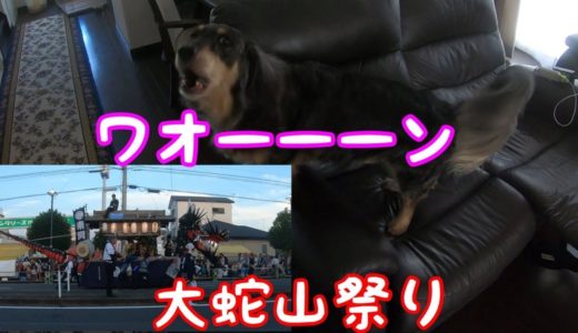 大蛇山祭りに大興奮のミックス犬　mixed breed dogs