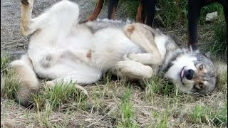 カッコいい狼犬は◯◯されて喜ぶ姿