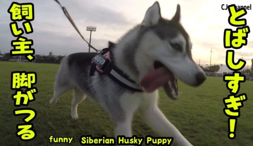 ハスキー犬と走ってたら脚が攣ってしまった飼い主 Husky Puppy