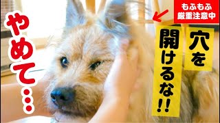 【ご報告…】犬に穴を６個開けられたので病院に行くことになりました…