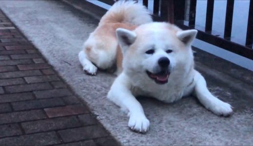 足立花火大会・秋田犬・シェパード犬・音だけ楽しみましたfireworks festival