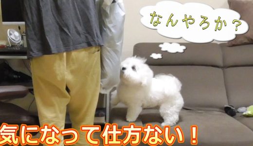 何を買ってきたのか気が気じゃない犬！ビションフリーゼ