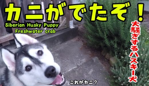 庭にカニが出たと大騒ぎするハスキー犬がおもしろい Husky Puppy