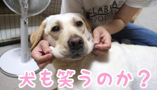 犬もくすぐると笑うのか？