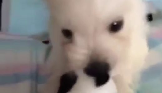 【可愛い】赤ちゃん犬！生後２カ月の、ウエスティがボールで一人遊び【らこちゃんねる】