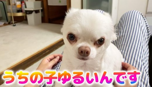 何をされても動じないたれぱんだの様な犬！器が広いチワワのコハク