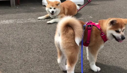 父犬の実家訪問