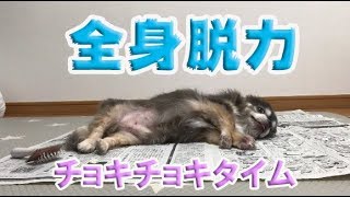 【チワワ】全身脱力チョキチョキタイム / lazy grooming time【犬】