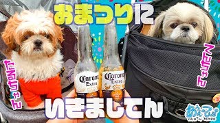 【夏祭り】シーズー犬 おまつりにお友達と行く【たるちゃん】summer festival with my friends