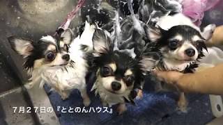 7月27日の保護犬の様子