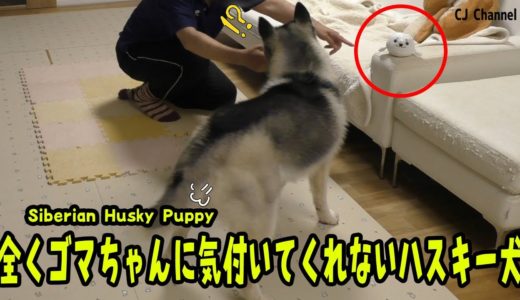 全くごまちゃんに気付いてくれないハスキー犬がかわいい Husky Puppy