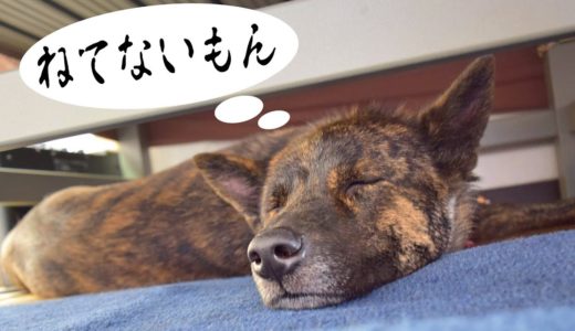 甲斐犬が半寝でパパを待つ＝！