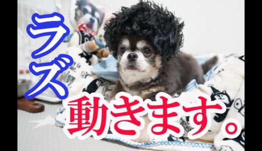 ラズ、動きます。/ playing and running dog【犬】