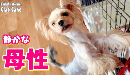 ニコちゃんの母性犬の母性【ヨークシャーテリア/yorkshireterrier】