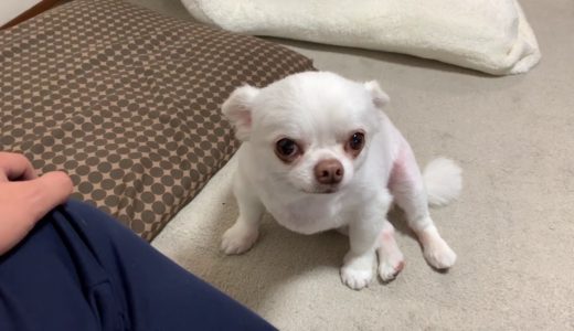 甘えたくてパパから離れない犬！デレデレのチワワのコハク