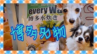 博多水炊きを食べたチワワとイタリアングレーハウンド（イタグレ）【犬動画】