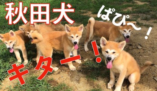 秋田犬の子犬軍団がやって来た！Animal Rescue Nursing