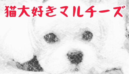 マルチーズのちゅーぶ君は猫大好き犬！だってぼく「猫派」だし！