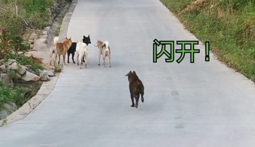 家门口来了不速之客，众狗纷纷围上，田园犬螃蟹二话不说上去就干