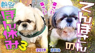 【泳ぐ!】シーズー犬てんぽさん のんびり盆休み 2019夏 Vol.3