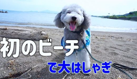 🐶犬と弾丸新潟の旅。初のビーチに大はしゃぎ。【トイプードルのグリィ】【犬】【dog】【toy poodle】