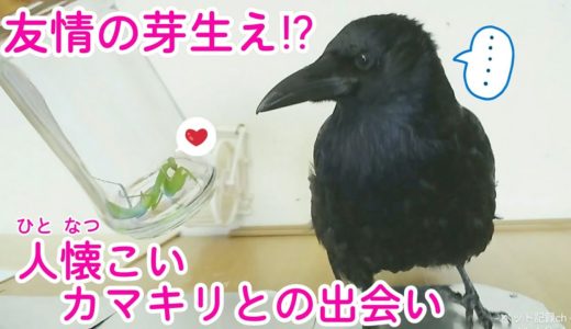 【友情】やけに人懐こいカマキリとカラスとの友情は芽生えるのか？ALSOK猫＆小顔猫＆顔デカ犬w 20190813、カラス＆四つ足トリオ